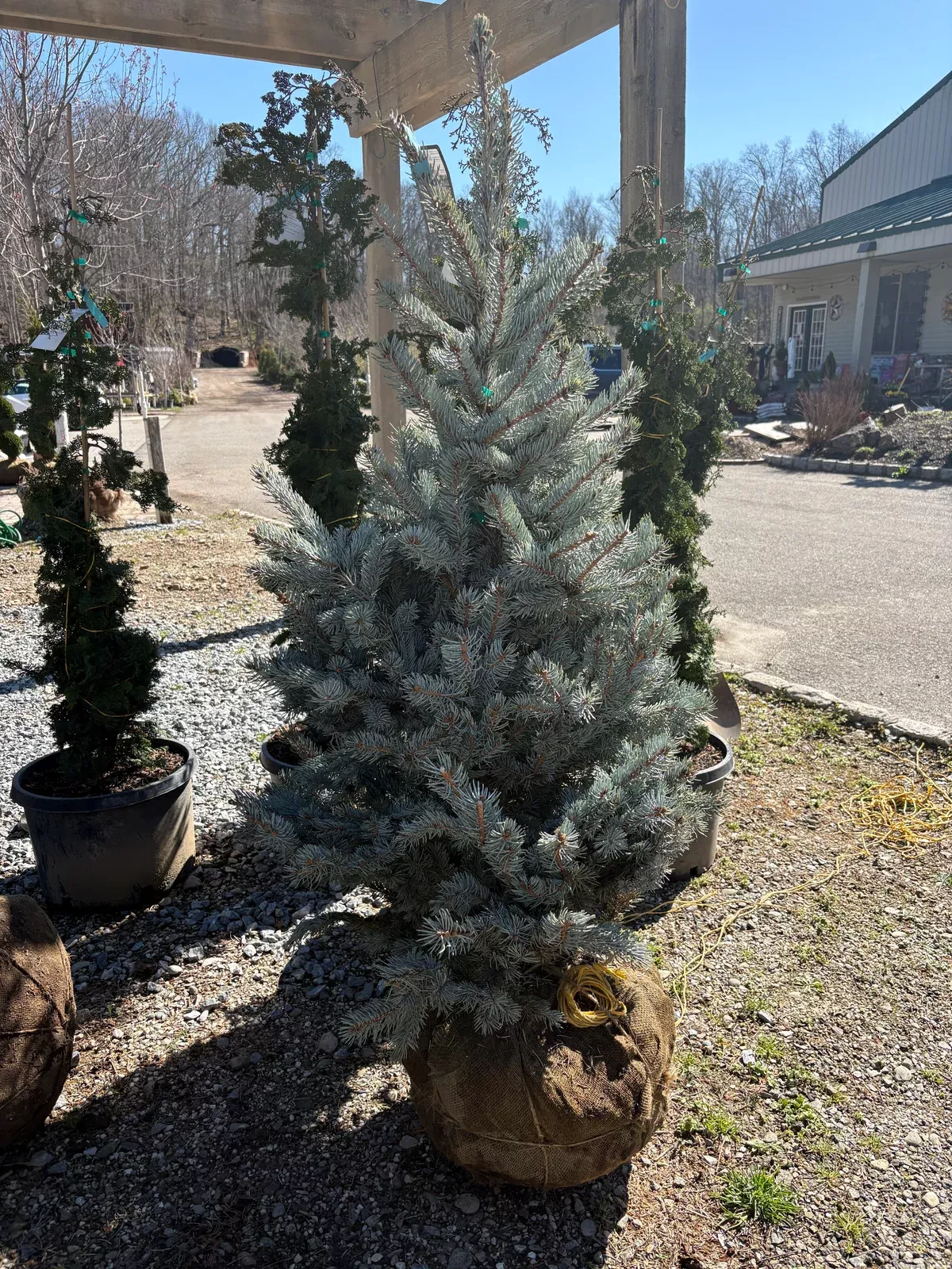 hoop-s-blue-spruce Hoop's Blue Spruce