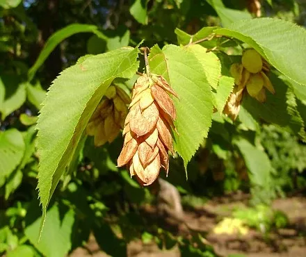 hophornbeam-american-ironwood-bare-root Hophornbeam, American (Ironwood), Bare Root