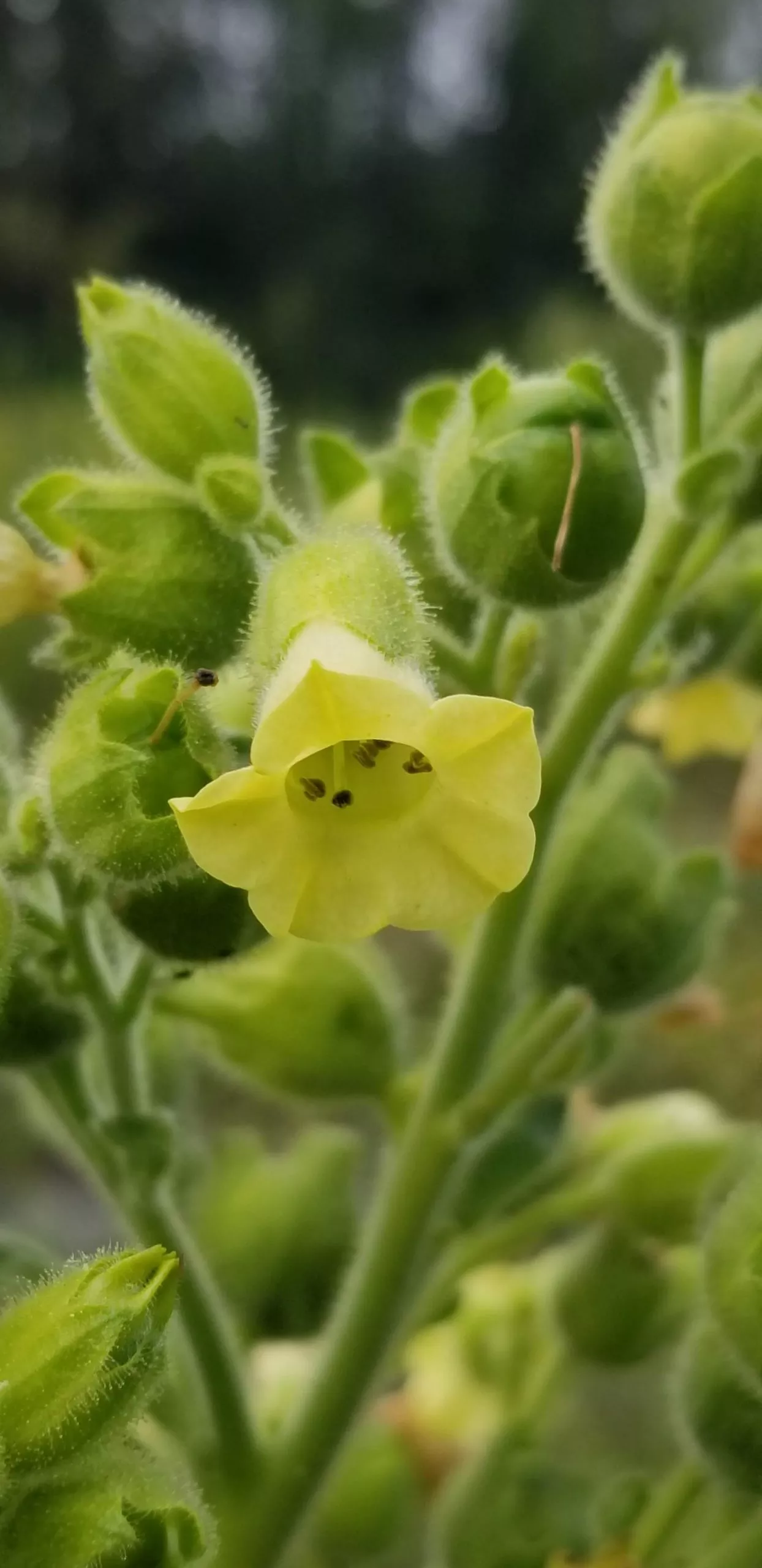 Hopi Tobacco