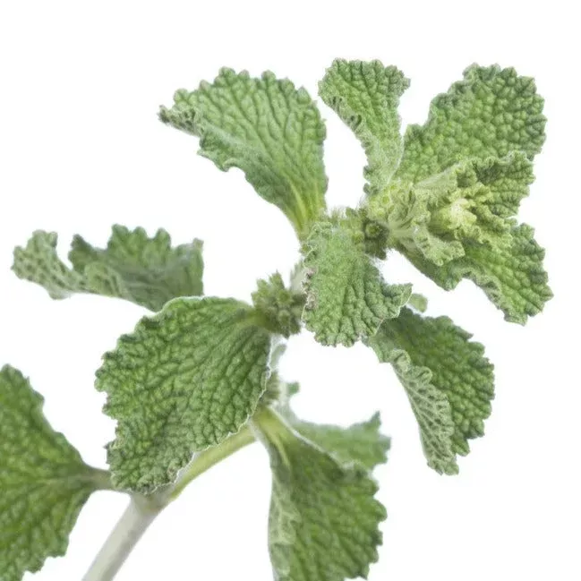 Horehound seeds