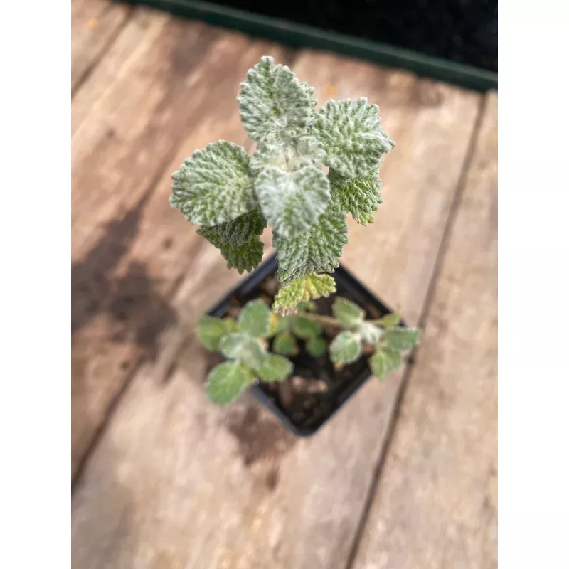 horehound-white Horehound, White