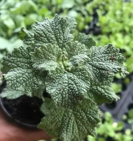 Horehound