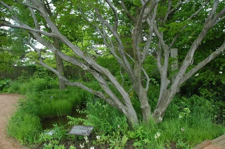 Hornbeam, American (Musclewood), Bare Root