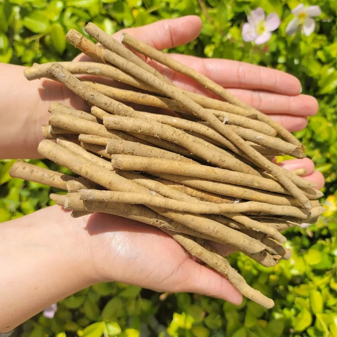 horseradish-root-big-top Horseradish Root, Big Top