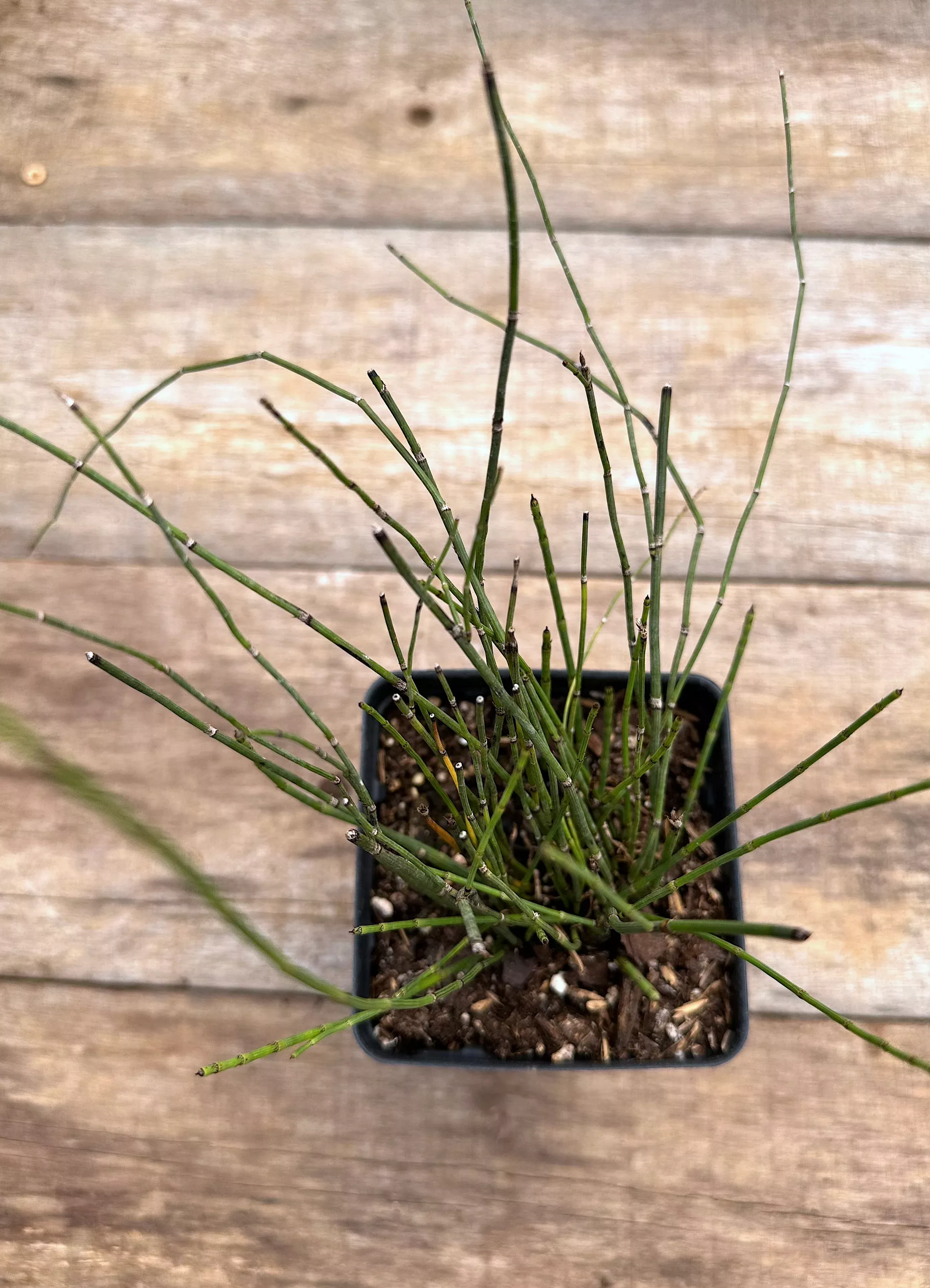 horsetail Horsetail