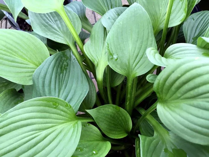 hosta-blue-angel-2-gal Hosta: 'Blue Angel' - 2 gal