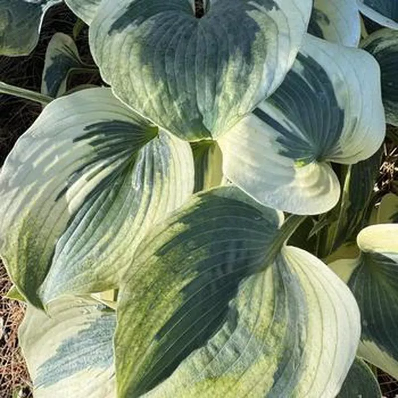 hosta-blue-ivory Hosta 'Blue Ivory'