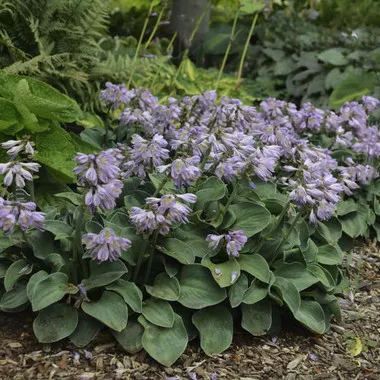 Hosta BLUE MOUSE EARS (25) BR Plants