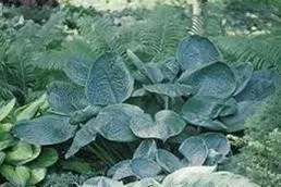 hosta-blue-umbrellas-20-ct-flat Hosta BLUE UMBRELLAS (20)ct Flat
