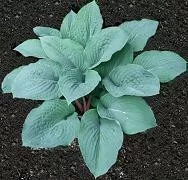Hosta 'Blueberry Muffin' (25) BR Plants