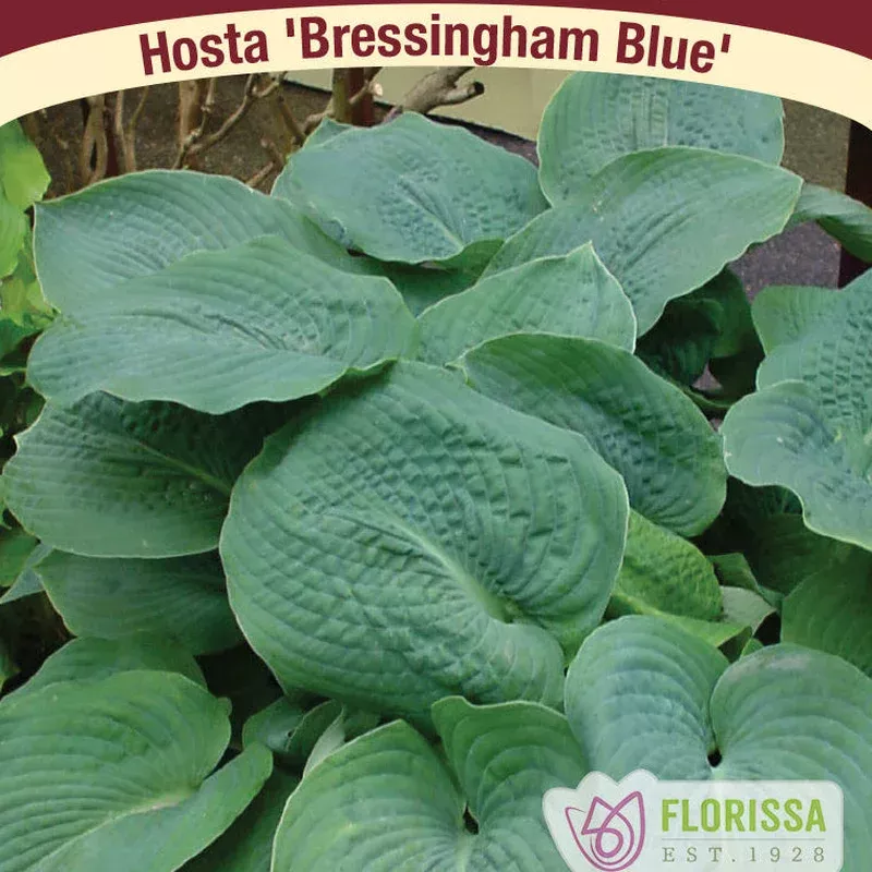 hosta-bressingham-blue Hosta 'Bressingham Blue'
