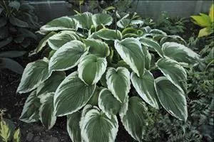Hosta BRIDAL FALLS PPAF (20)ct Flat