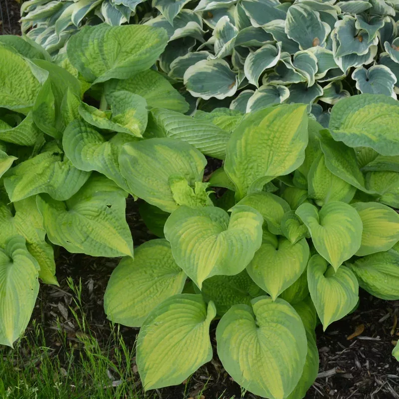hosta-brother-stefan Hosta 'Brother Stefan'
