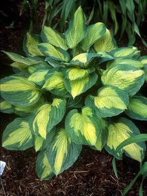 hosta-captain-kirk-25-br-plants Hosta 'Captain Kirk' (25) BR Plants