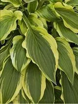 hosta-carolina-sunshine-pp19623-20-ct-flat Hosta CAROLINA SUNSHINE PP19623 (20)ct Flat