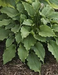 hosta-clovelly-20-ct-flat Hosta CLOVELLY (20)ct Flat