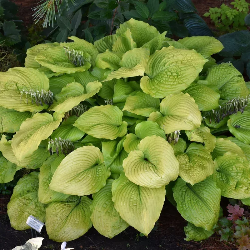 hosta-coast-to-coast Hosta 'Coast to Coast'