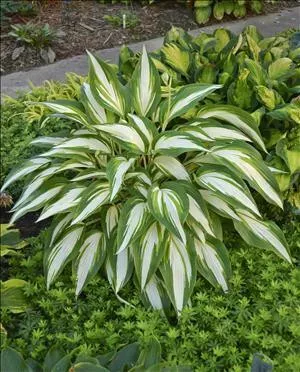 hosta-cool-as-cucumber-ppaf-20-ct-flat Hosta COOL AS A CUCUMBER PPAF (20)ct Flat