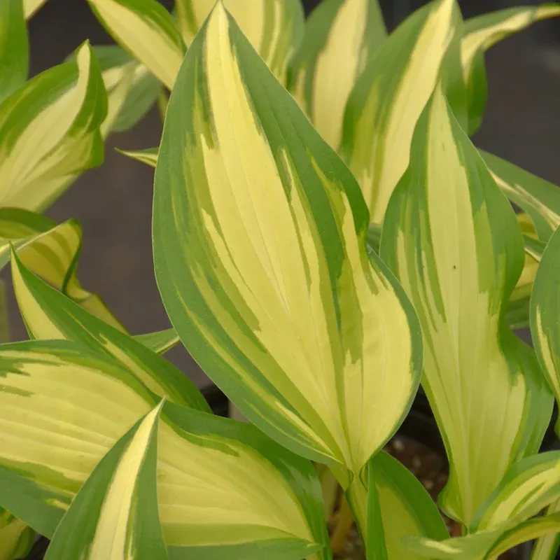 hosta-cool-as-cucumber Hosta 'Cool as a Cucumber'