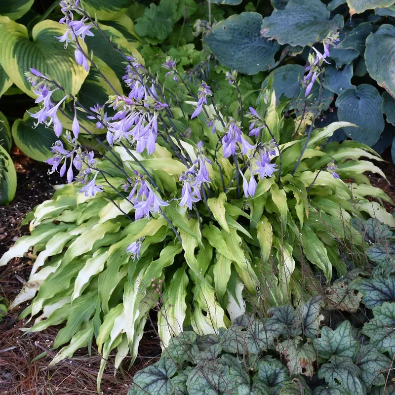 hosta-curly-fries Hosta 'Curly Fries'
