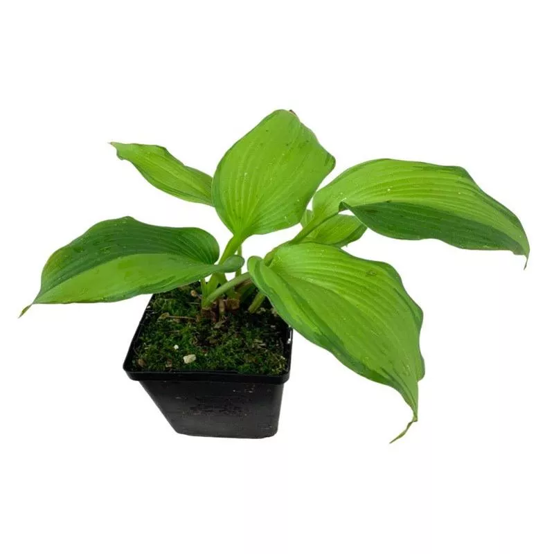 hosta-dancing-darling Hosta 'Dancing Darling'