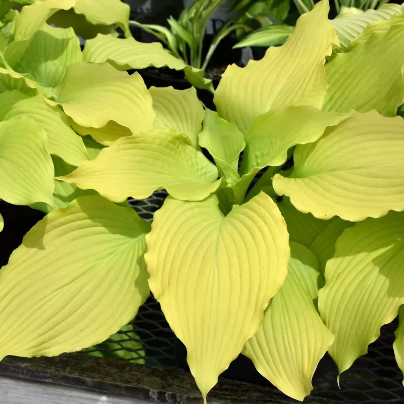 hosta-dancing-queen Hosta 'Dancing Queen'