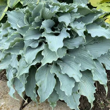 hosta-dancing-with-dragons-pp32040-20-ct-flat Hosta 'Dancing with Dragons' PP32040 (20)ct Flat