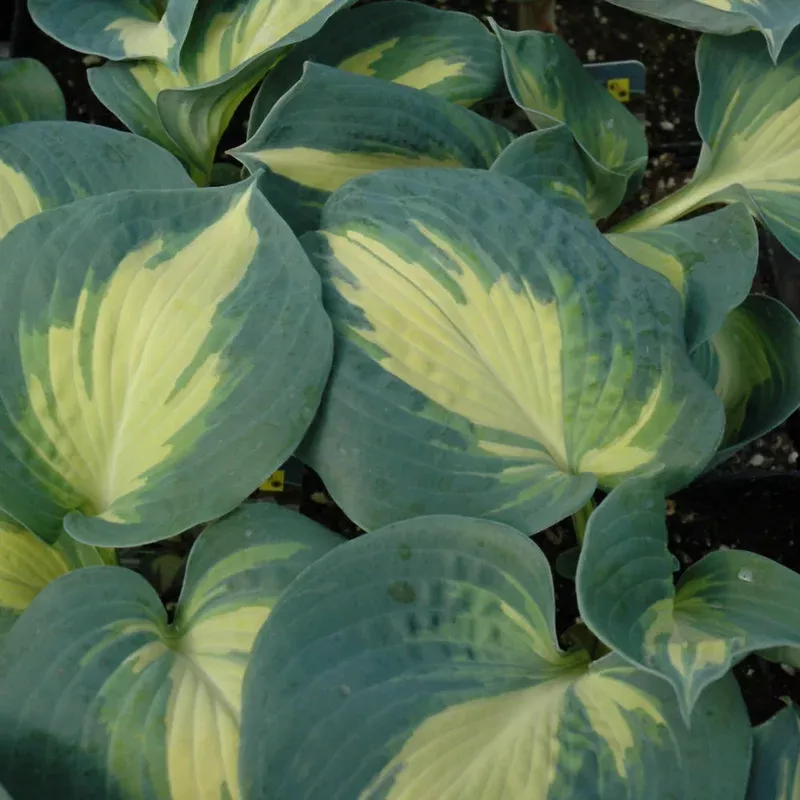 hosta-dream-weaver Hosta 'Dream Weaver'