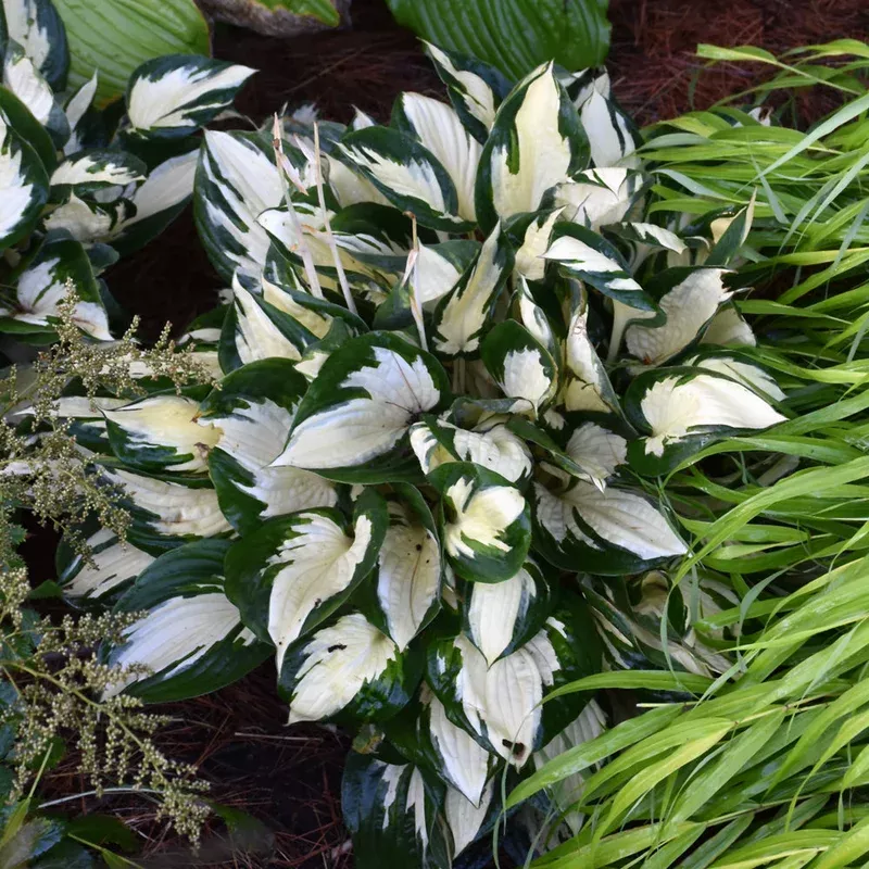 hosta-fire-ice Hosta - Fire and Ice