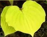 hosta-fire-island-4-1-gallons Hosta 'Fire Island' (4) 1-gallons
