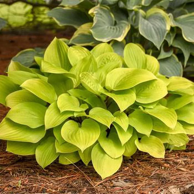 hosta-fire-island Hosta 'Fire Island'