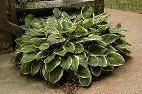 Hosta 'Francee' (25) BR Plants