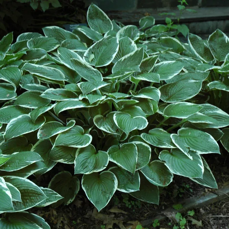 hosta-francee Hosta - Francee
