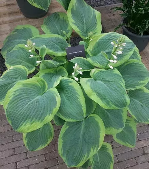 Hosta: 'Frances Williams' - 2 Gal