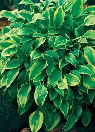 hosta-golden-tiara-18-ct-flat Hosta GOLDEN TIARA (18)ct Flat