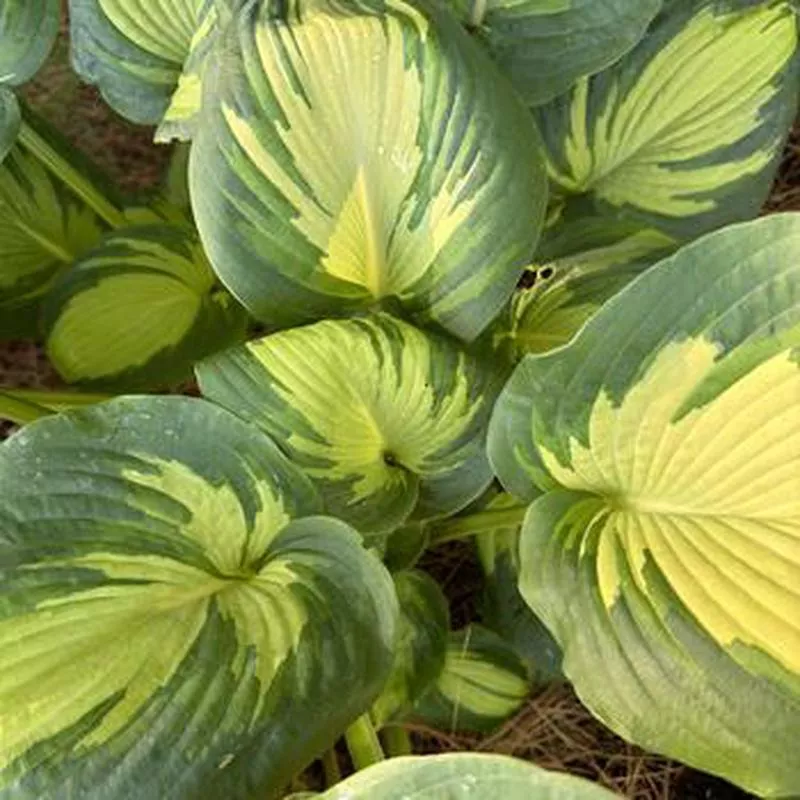hosta-great-expectations Hosta 'Great Expectations'