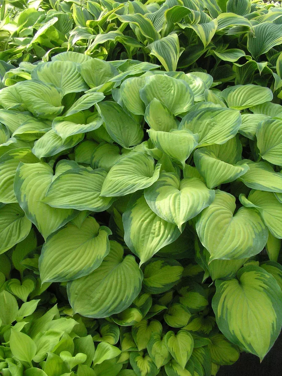 hosta-guacamole-2-gal Hosta:'Guacamole' - 2 Gal