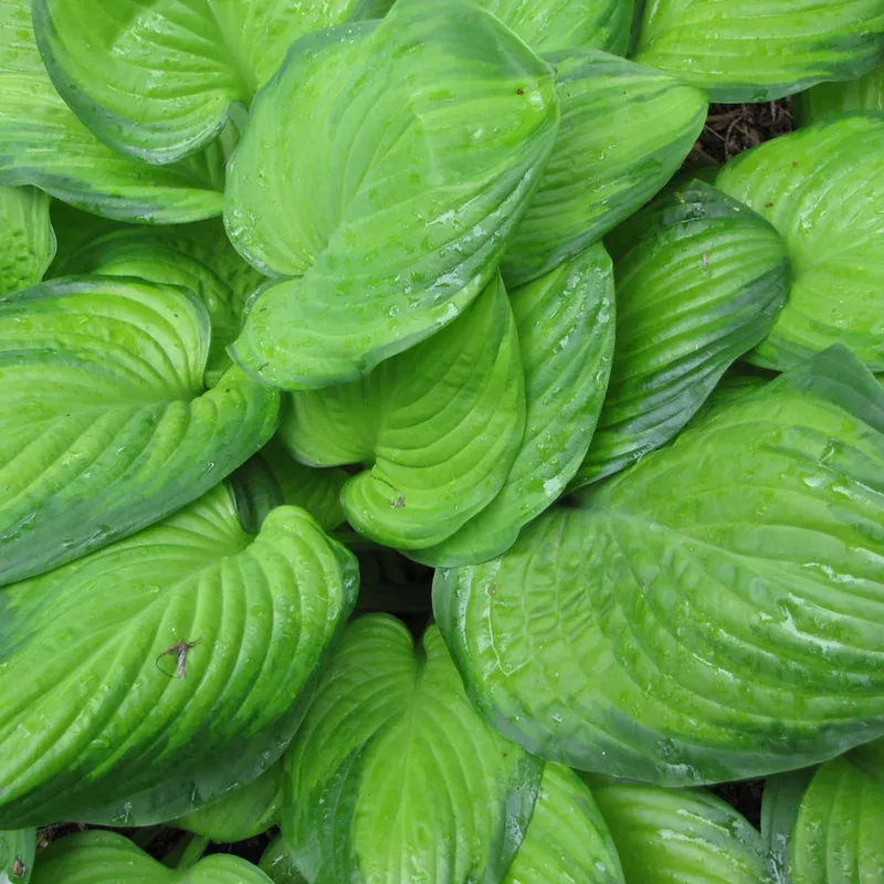 hosta-guacamole Hosta 'Guacamole'