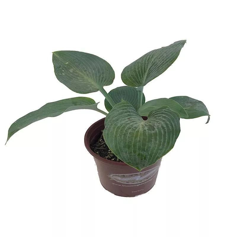 hosta-halcyon Hosta 'Halcyon'
