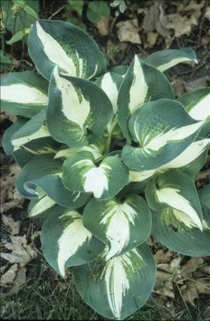 hosta-half-half-20-ct-flat Hosta HALF AND HALF (20)ct Flat