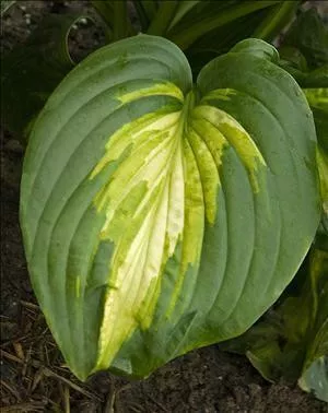 Hosta HEAT WAVE (20)ct Flat