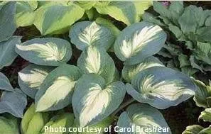 hosta-hudson-bay-pp23598-4-1-gallons Hosta 'Hudson Bay' PP23598 (4) 1-gallons