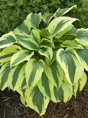 hosta-ice-follies-20-ct-flat Hosta ICE FOLLIES (20)ct Flat
