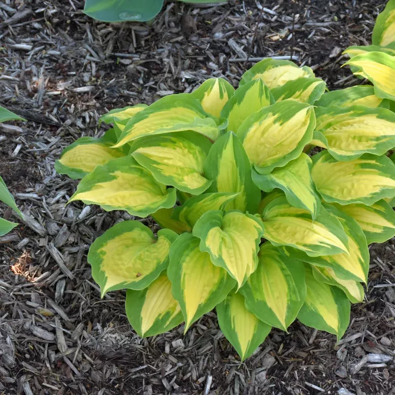 hosta-island-breeze Hosta 'Island Breeze'