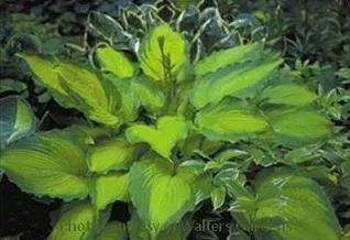 Hosta JOURNEY'S END PP#16,895 (20)ct Flat