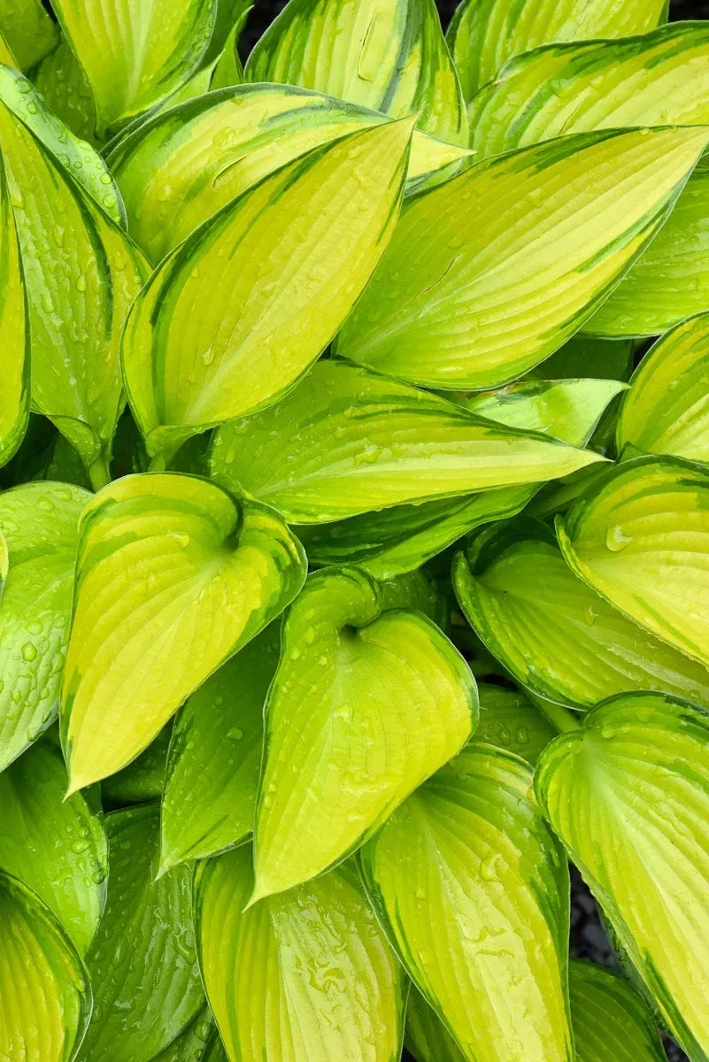 hosta-june-fever Hosta 'June Fever'