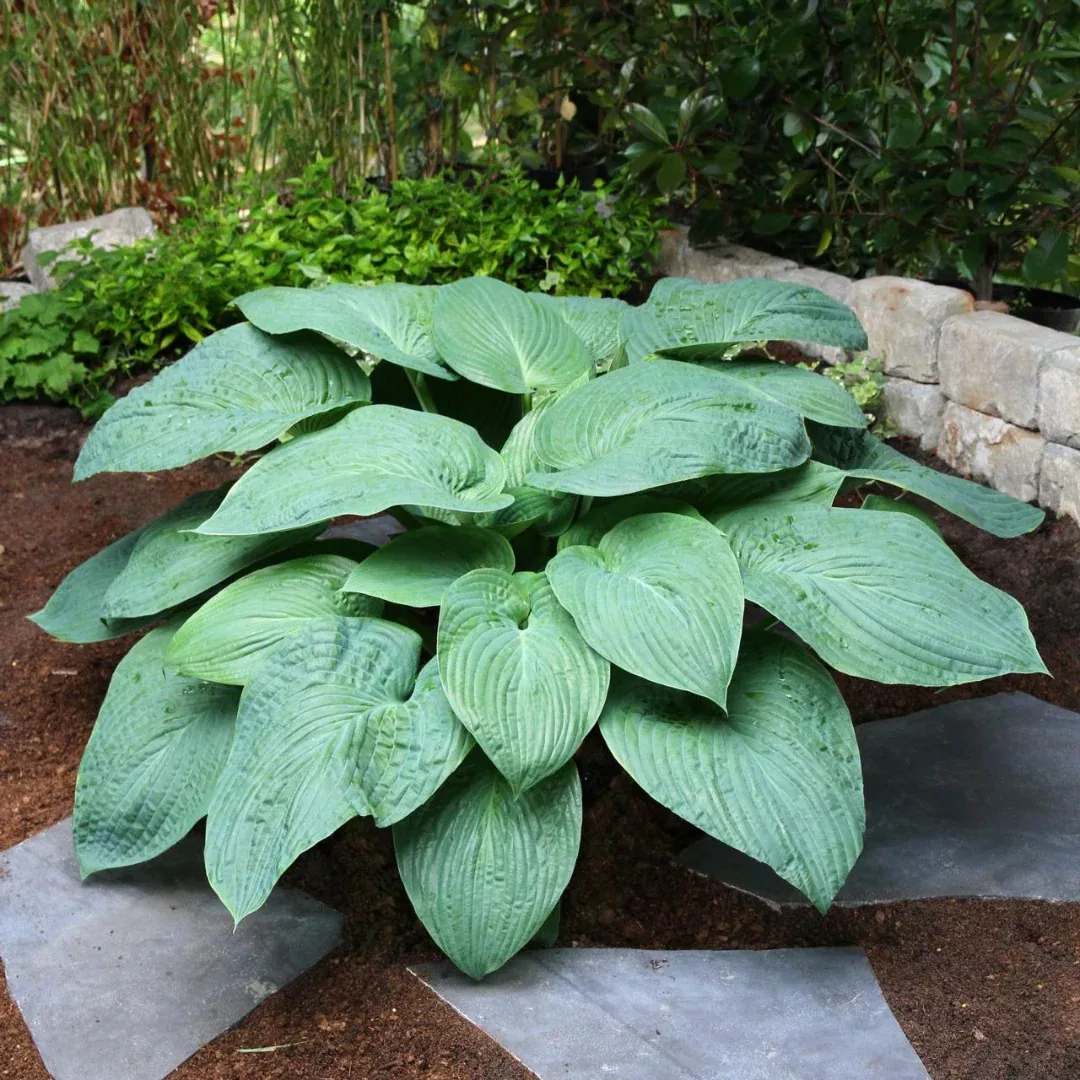 hosta-jurassic-park Hosta 'Jurassic Park'