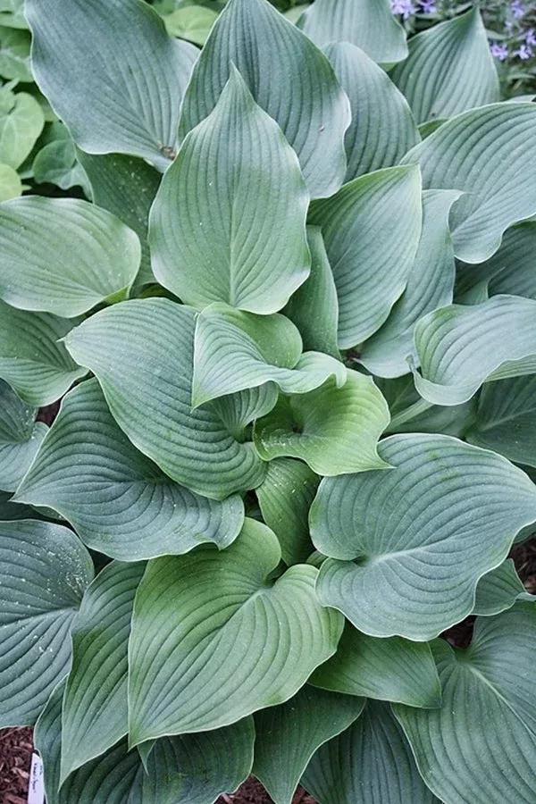 hosta-komodo-dragon Hosta 'Komodo Dragon'
