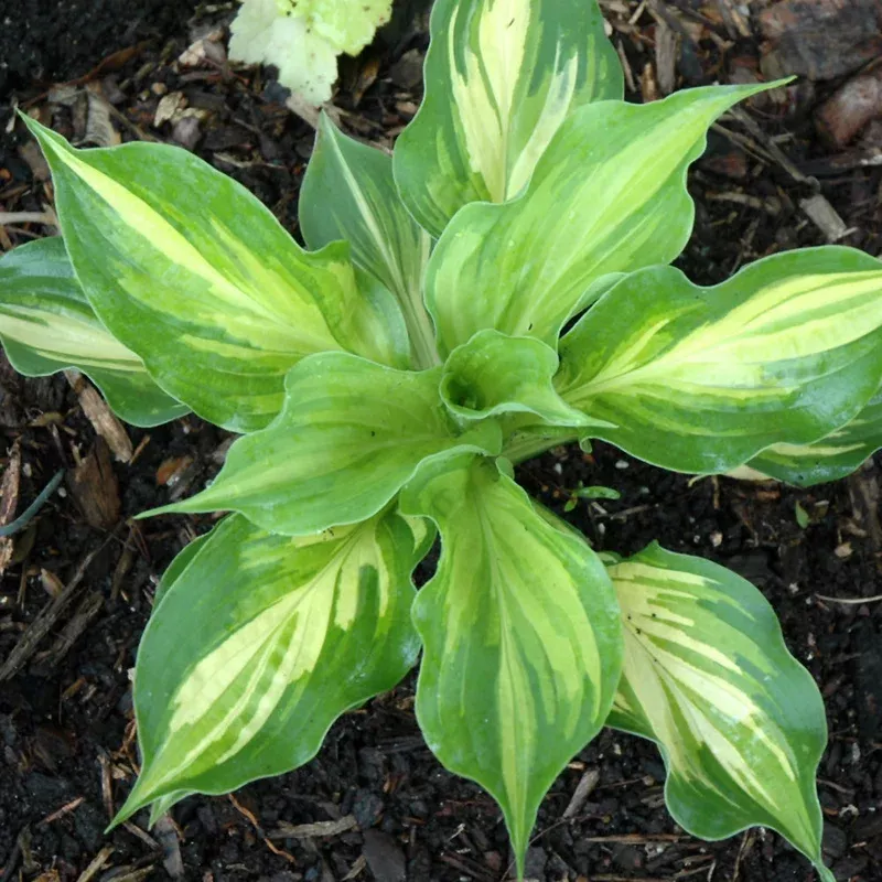 hosta-lakeside-paisley-print Hosta 'Lakeside Paisley Print'