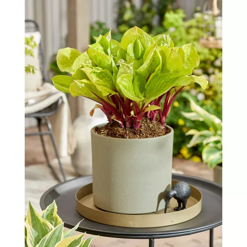 Hosta 'Lemon Snap'